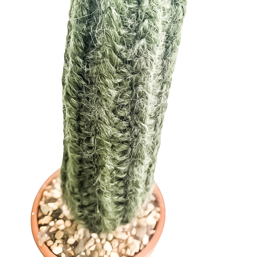 Knit Cactus // Pencil Cactus, Fuzzy Knit Cactus Planted in Terracotta Pot // Boho Home Decor // Home Office Decor // Desk Accessory